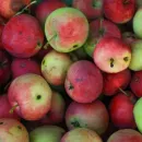Первая в этом году обнаруженная восточная плодожорка прибыла в импортных яблоках